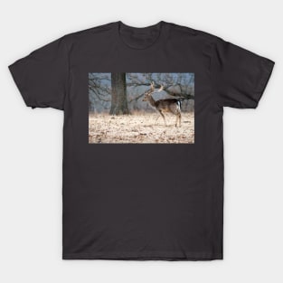 North European Fallow Deer at Woolaroc Oklahoma T-Shirt